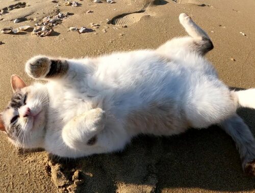 砂浜へ行くと、可愛らしいシャム猫がお腹を見せて甘えてきた