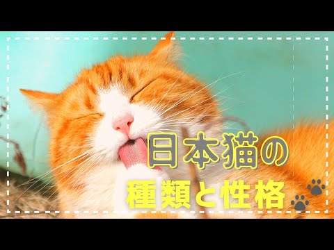 【かわいすぎる♡日本猫の魅力】毛色と性格の違い🐈