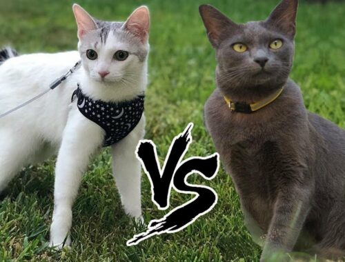 Japanese Bobtail VS Korat Cat | Korat vs Japanese Bobtail Cat Breed