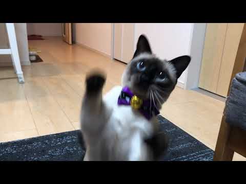 【ぐりねこチャンネル】お気に入りのボール投げてみた。〈トンキニーズの仔猫〉