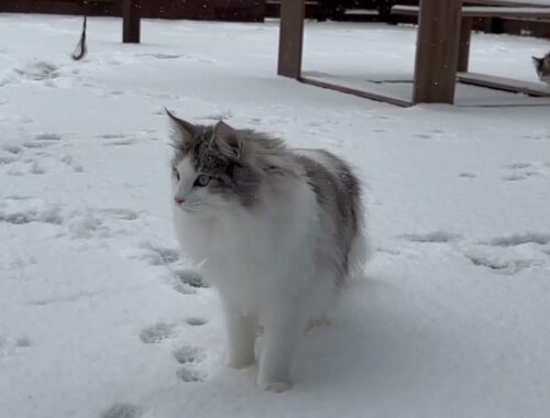ひゃっほ〜！雪だ！！北欧の猫ノルウェージャンフォレストキャットたちがおおはしゃぎ！！