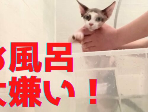56:スフィンクス猫ヨーダ、お風呂に入る