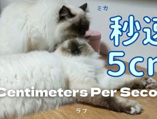 バーマン猫のグルーミング【秒速５cm】5 Centimeters Per Second（バーマン猫）Birman/Cat