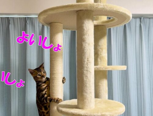【ベンガル猫】新しいキャットタワーで遊ぶ子猫が一生懸命で可愛すぎました