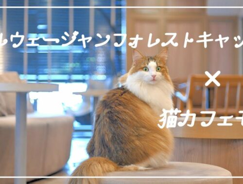 長毛の人気猫種『ノルウェージャンフォレストキャット』×『猫カフェモカ』魅力紹介