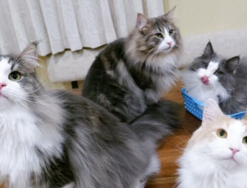 【喋る猫】4匹のノルウェージャンフォレストキャットのほっこり日常❤️