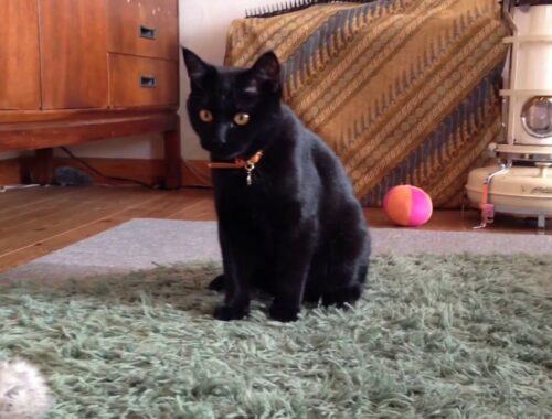 ひとりで遊ぶかわいい子猫！Black bombay cat（黒のボンベイ猫）