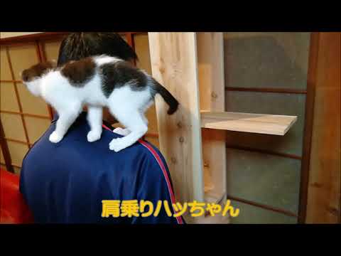 ハチワレ猫のハチ #83 安いおもちゃシリーズ⑦♪手作りキャットタワー！足に登ったり、肩に乗る子猫♪ハンドメイド / はっちゃんねる Bicolor cat(Tuxedo)
