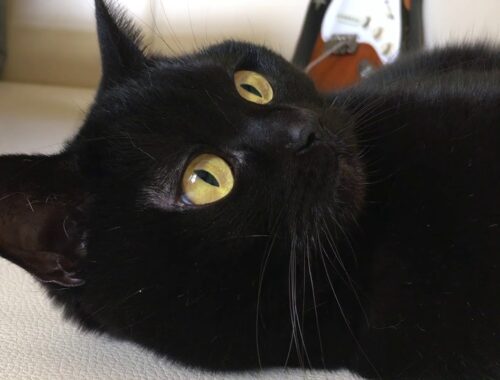 ４匹の黒猫ボンベイファミリー☆ゴロンなベニちゃんがおもしろい☆ Black bombay cat（黒のボンベイ猫）