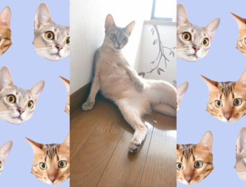 階段でスコ座りする猫（ベンガル猫とアビシニアン）BEST FUNNY CATS&KITTENS #shorts