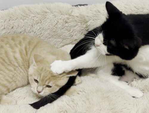 Cat Scolds Kitten For Biting His Tail