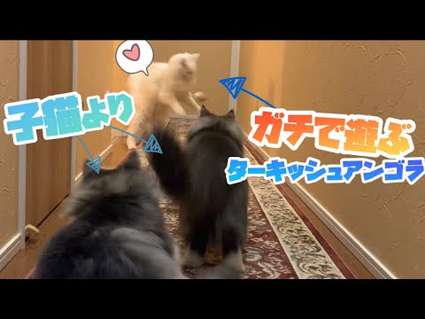 【ガチ⁉︎】子猫ノルウェージャンよりガチで遊ぶターキッシュアンゴラw