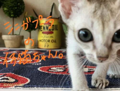 【シンガプーラ　子猫】元気いっぱいで甘えん坊なシンガプーラちゃん❣️ #Shorts