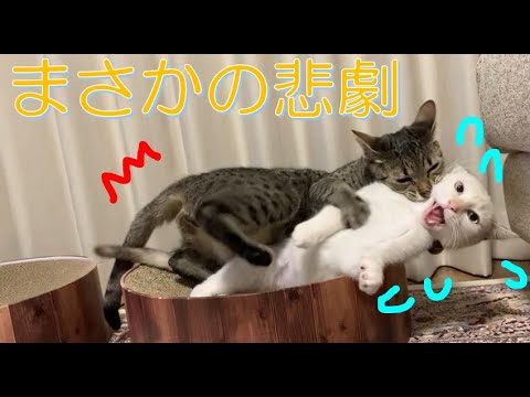 毛づくろい中の悲劇 【保護猫】【エジプシャンマウ】/ Tragedy Night in the grooming of two cats