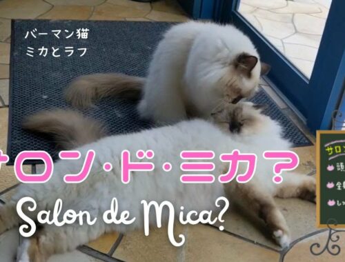 バーマン猫ミカは美容師？【サロン・ド・ミカ？】Salon de Mica?（バーマン猫）Birman/Cat