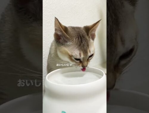 [シンガプーラ] 水をチロチロする猫ちゃんが可愛い💕💕