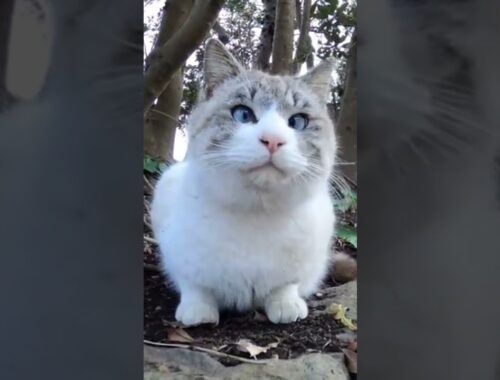 【cat】寄り目のシャム猫ちゃん