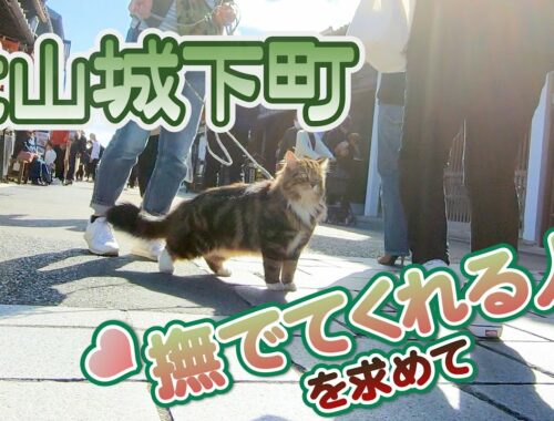【たびの冒険】猫の散歩@犬山城下町 2021/Oct [サイベリアン]