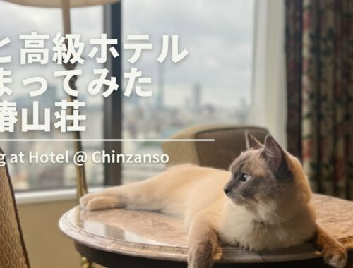 高級ホテルにラグドール猫と泊まってみた@椿山荘 / Staying at Hotel Chinzanso with Ragdoll Cat