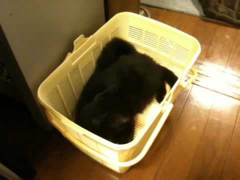 黒猫ボンベイ 20100506