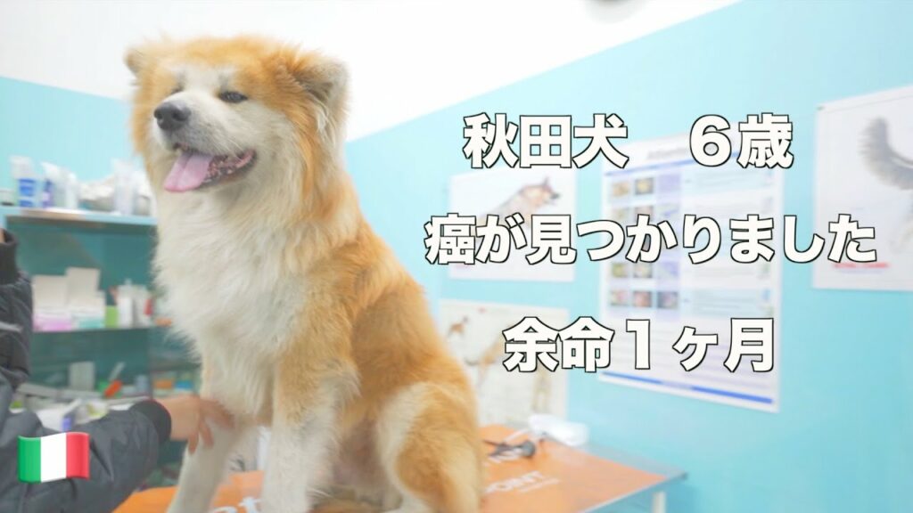 Akita dog “SANGO” stomach cancer was found. Akita dog "SANGO" stomach cancer was found.