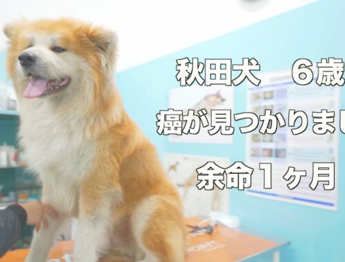 Akita dog "SANGO" stomach cancer was found.