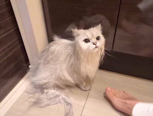 お風呂上がりの猫をドライヤーで乾かします