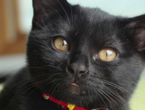 4匹黒猫ボンベイ家族の今日の1日 Four Black Cat Bombay Family Today's Day