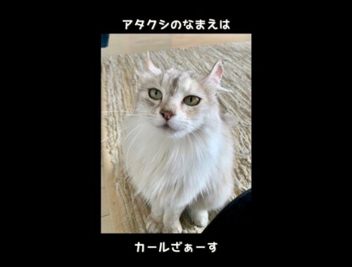【卒業】保護猫カール♀アメリカン・カールの可愛い長毛猫ちゃん（2019年生まれ）