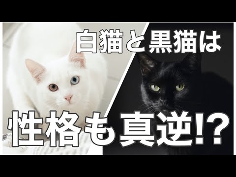 【解説】白猫と黒猫ってどんな猫？特徴、性格を徹底解説！見た目が真逆だから性格も真逆？#白猫　#黒猫