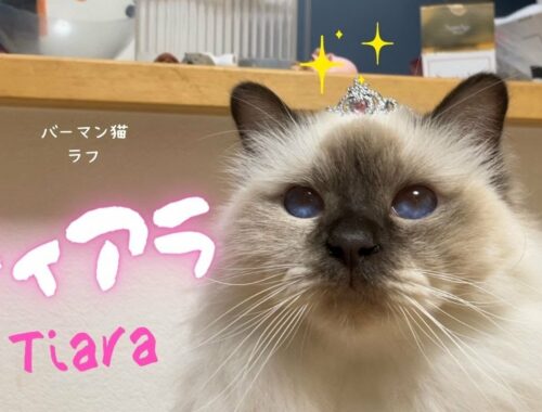 バーマン猫ラフ【ティアラ】Tiara（バーマン猫）Birman/Cat