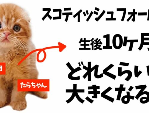 【子猫→成猫】スコティッシュフォールドは生後10ヶ月でどれくらい大きくなる？【成長過程・たらちゃんの場合】