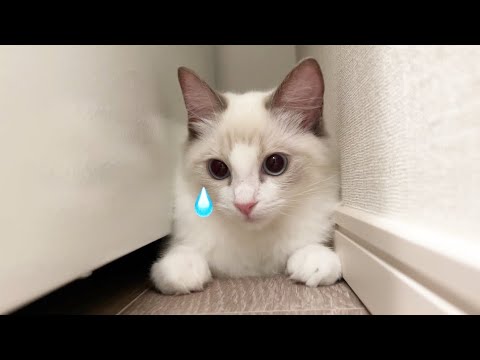 バリカンが嫌すぎて冷蔵庫の隙間に挟まっちゃったラグドールの子猫