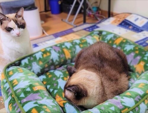 １日の半分以上は寝てるシャム猫に新しいベッドをプレゼントしたら速攻で眠り始めた
