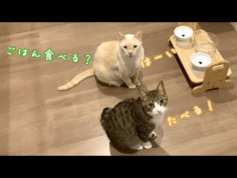 流暢な日本語で会話する弟猫につられてついに兄猫も。。。