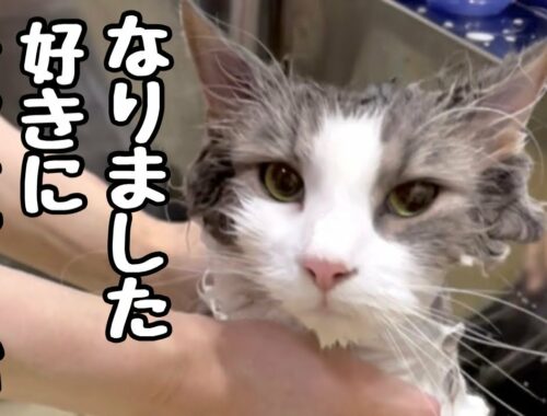 【猫シャンプー】ノルウェージャンフォレストキャットがシャンプー好きに変身した秘密♡