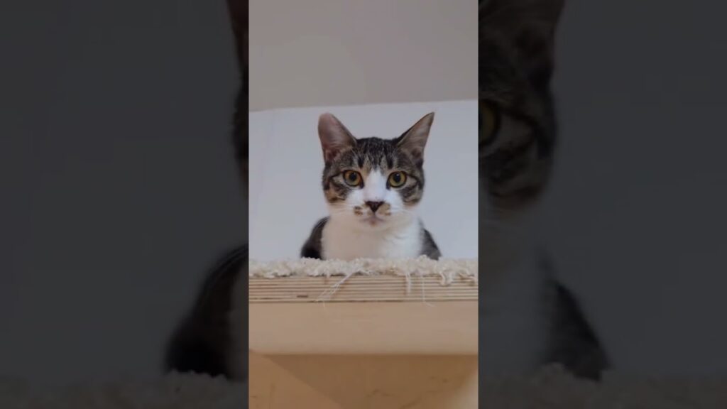動かない子猫