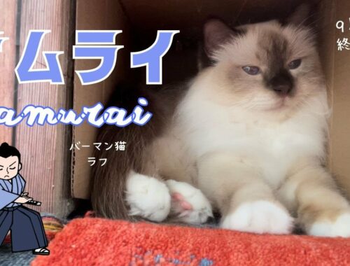 小月は西向く【サムライ】Samurai（バーマン猫）Birman/Cat