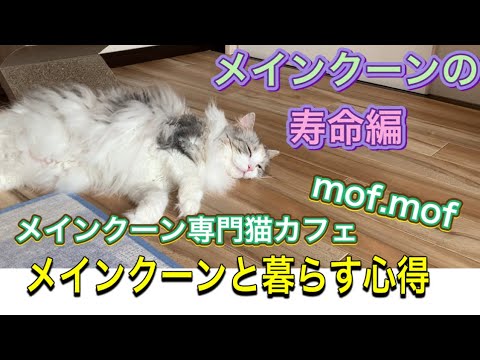「メインクーンと暮らす心得」メインクーンの寿命編　メインクーン専門猫カフェmof.mof