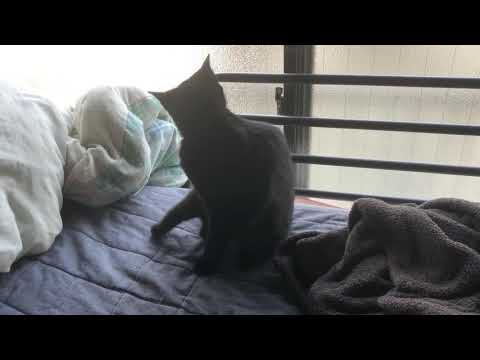 まったり【ちー】 の毛繕い #黒猫 #日本猫