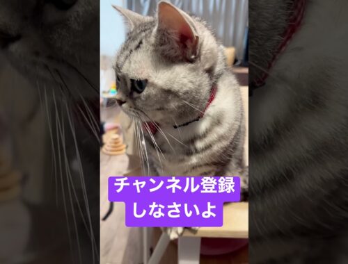 美川憲一さんに似てる猫。　#shorts