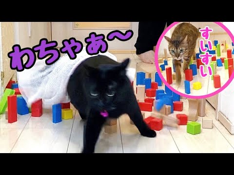 【積み木チャレンジ】ベンガル猫の運動能力って凄いっ！