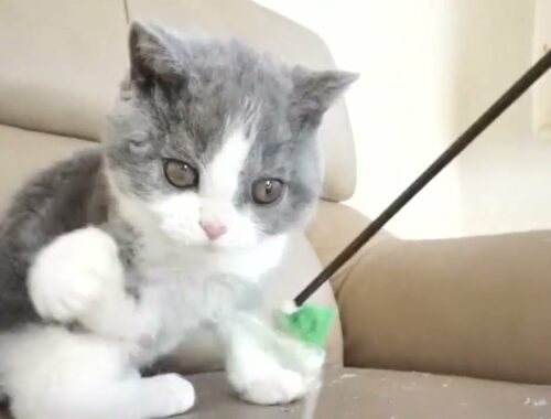 セルカークレックス子猫　2022.9.30産まれ 　ブルー＆ホワイト　女の子　シーダキャット猫のお店　Selkirk Rex
