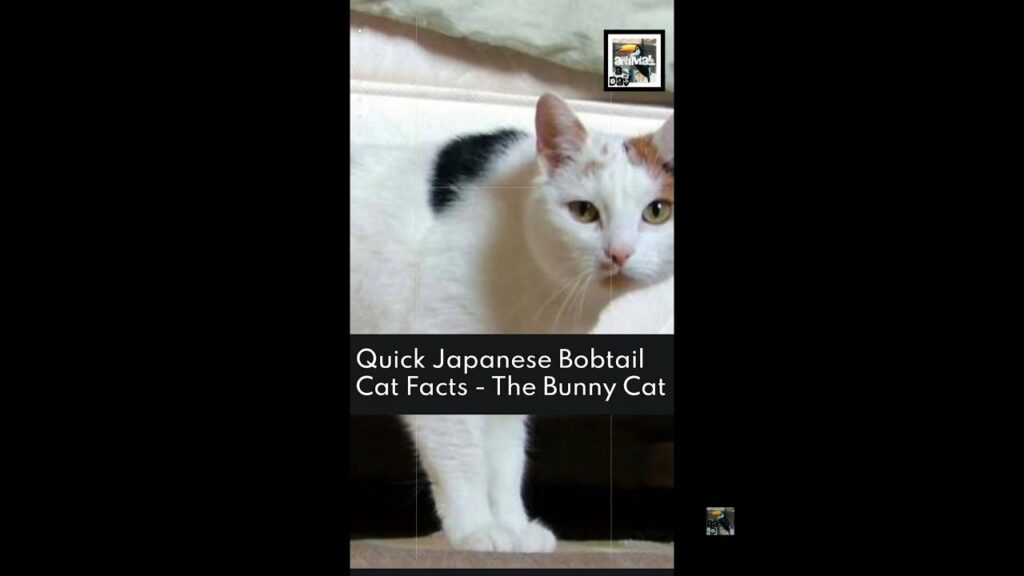 Quick Japanese Bobtail Cat Facts – The Bunny Cat – Animal a Day #shorts Quick Japanese Bobtail Cat Facts - The Bunny Cat - Animal a Day #shorts