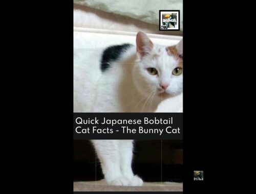 Quick Japanese Bobtail Cat Facts - The Bunny Cat - Animal a Day #shorts