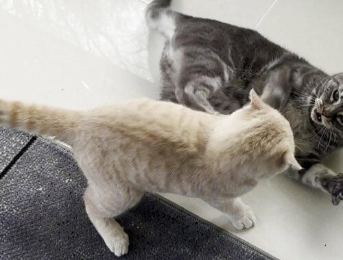 Kitten Dominates Older Cat
