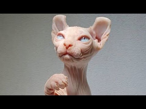 Adorable Sphynx Cat Compilation : スフィンクス
