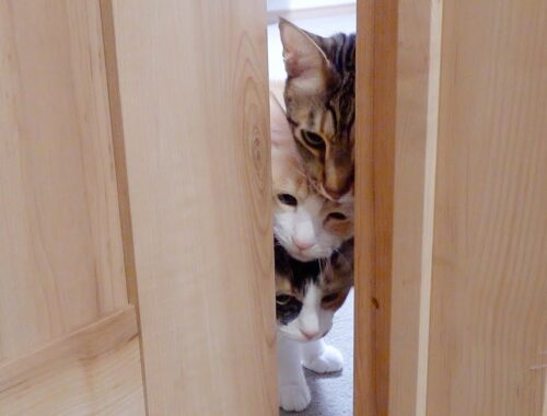 ドアを開けたら猫が団子3兄弟みたいになってた