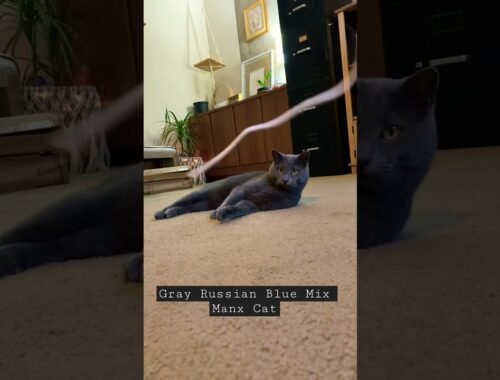 Gray Russian Blue Mix Manx Cat playing with string