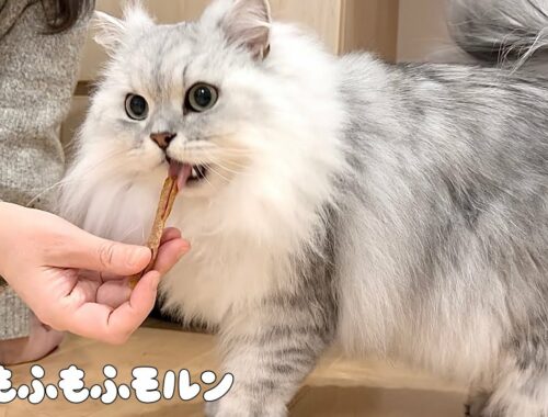 初めて歯磨きおやつを食べた猫の反応は？ 【サイベリアン】